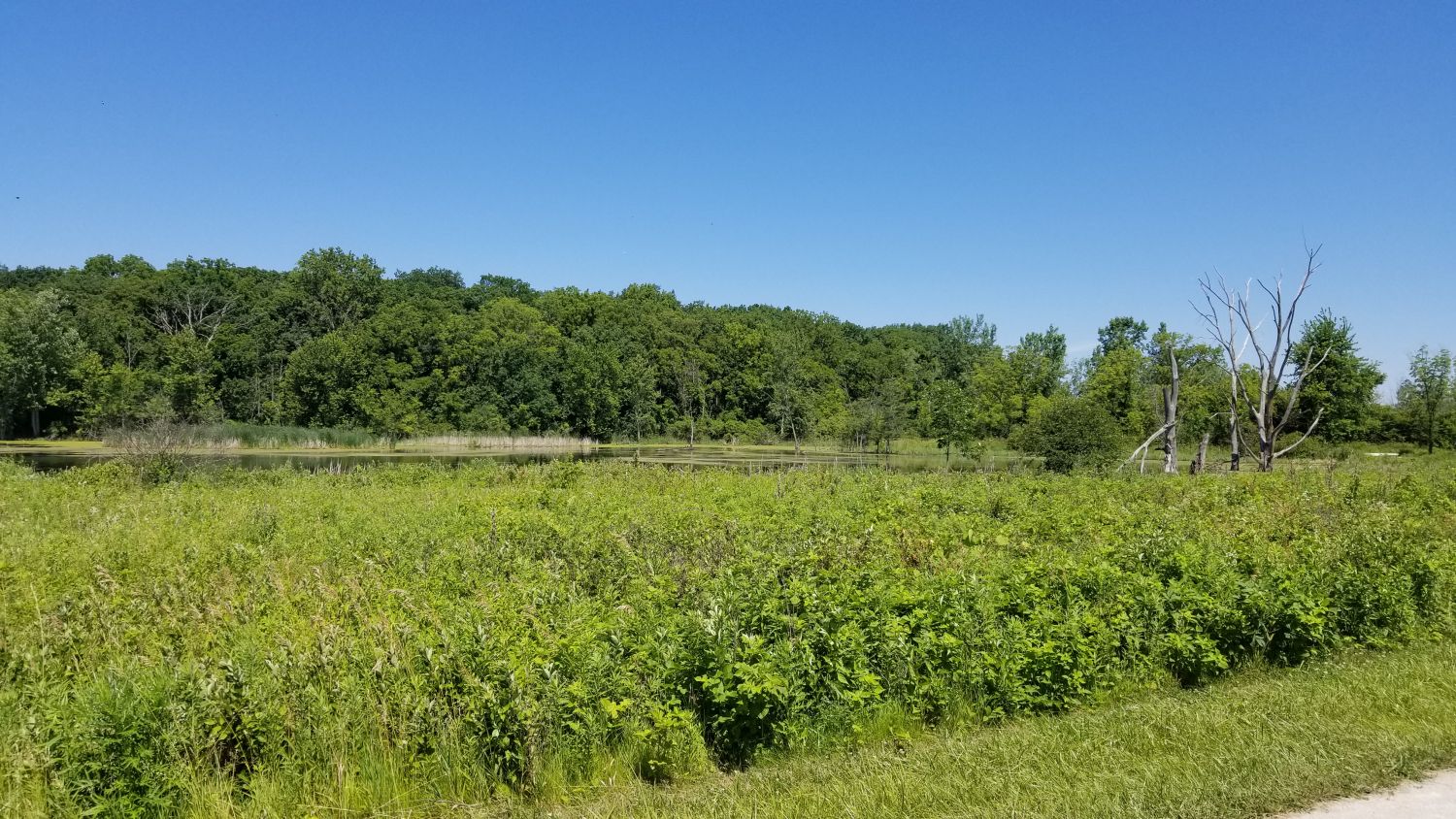 Lake Herrick Forest Preserve 